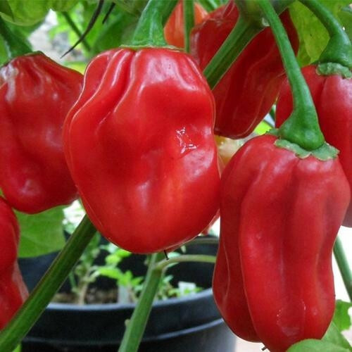 Red Habanero Pepper Seeds | Heirloom / Non-GMO | Free Shipping | Seed Store 1004