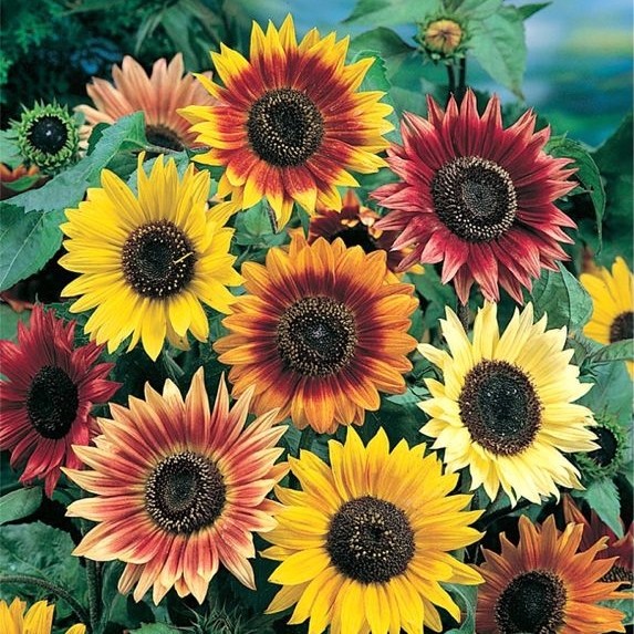 Sunny Sun Power Sunflower Mix, 10 Species, Variety Sizes, FREE SHIPPING