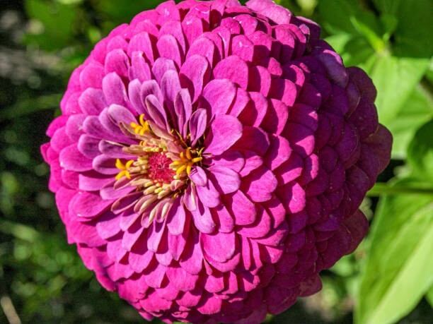 100 LAVENDER ZINNIA SEEDS | 2026 SALE FREE SHIPPING NON GMO HEIRLOOM