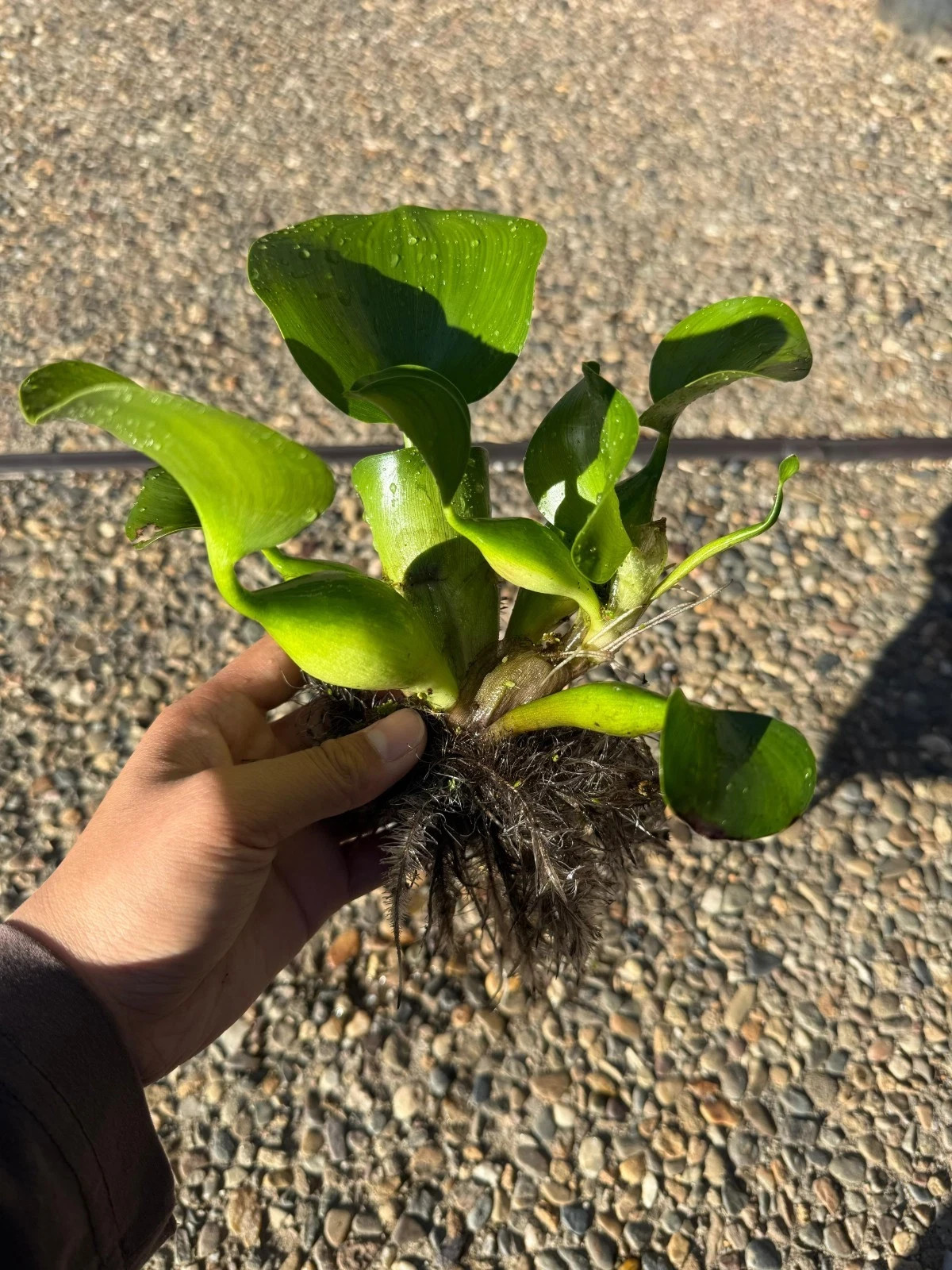 LIVE Water Hyacinth Floating Koi Pond Plant