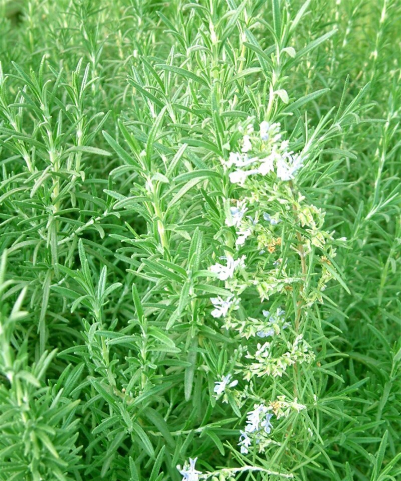 50+Rosemary seeds Evergreen shrub Culinary Perennial Garden Container Herb USA