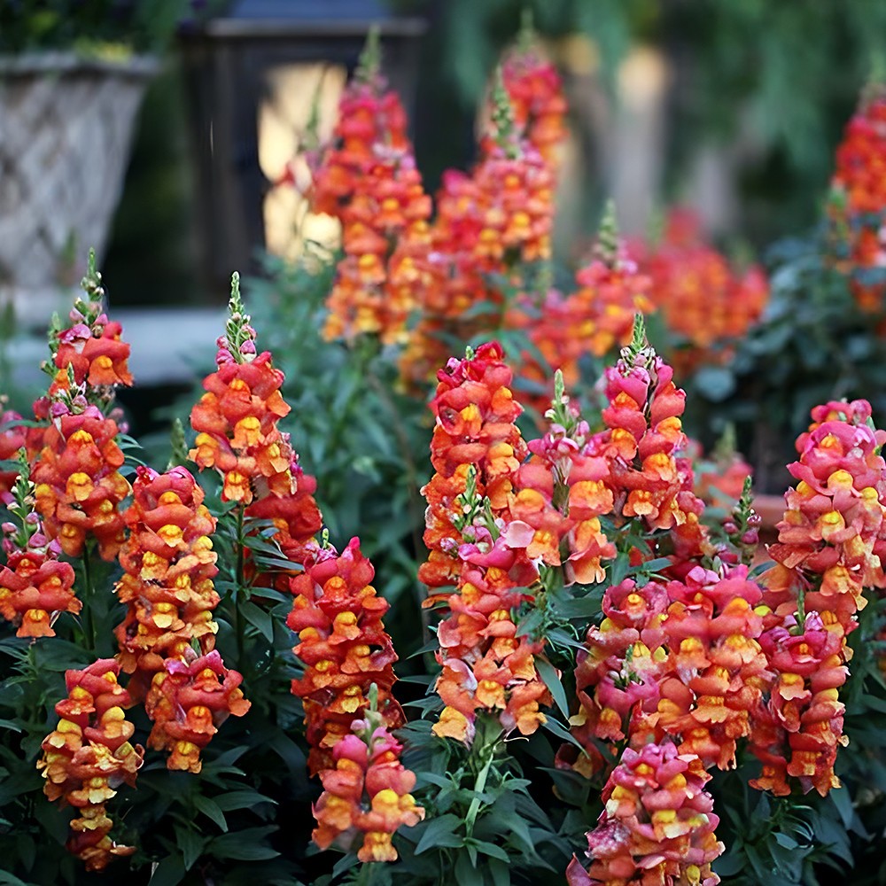 Orange Wonder Snapdragon Seeds | Heirloom | Free Shipping | Flower Seeds | 1294