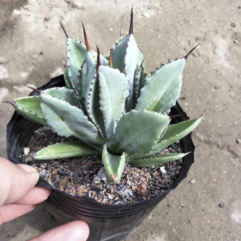 8CM Succulent Agave Plant Agave Potatorum Cv.’Cubic’ Agavaceae Home Garden Plant