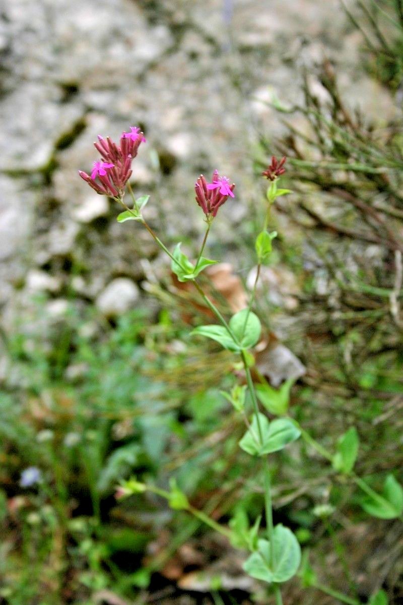 1001+CATCHFLY Flower Seeds None So Pretty Native Wildflower Patio Container Easy