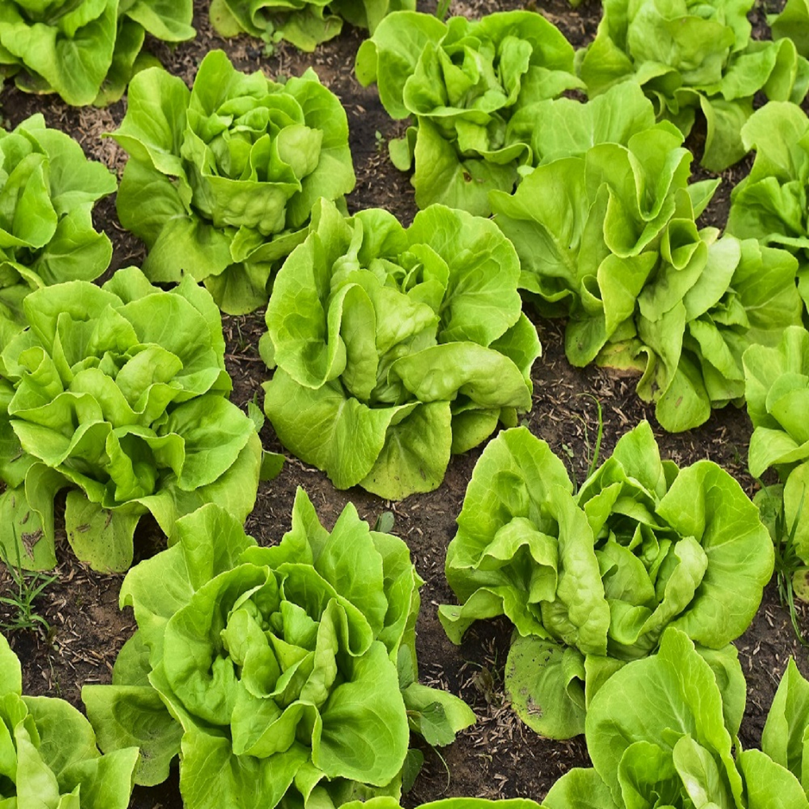 Lettuce Seeds – High Yield Heirloom Non-GMO, Free Shipping, Buttercrunch Variety