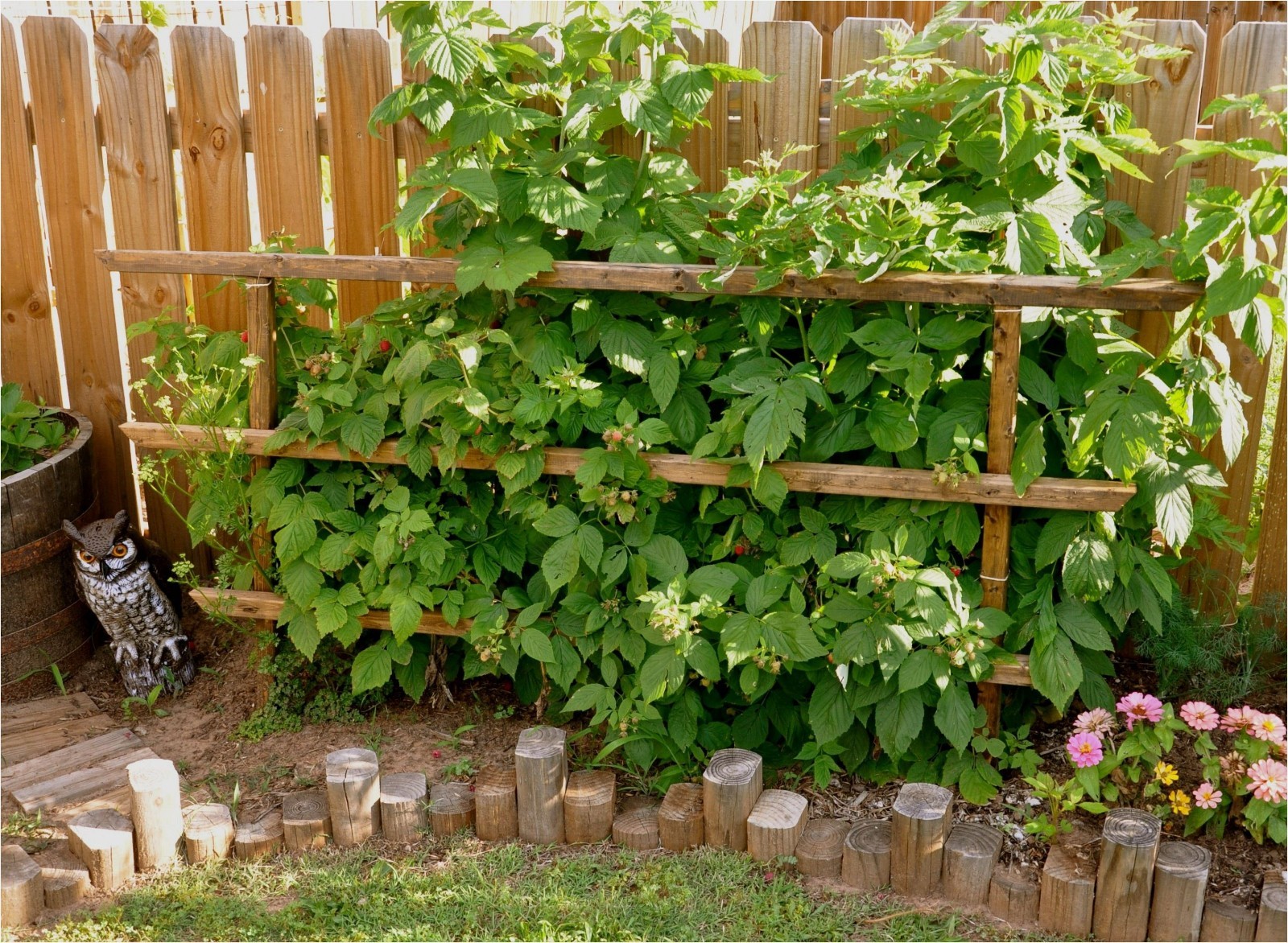 3 Black Raspberry Plants “Jewel” (3 Large 1 Year Old Plug Plants) Zones: 5-9