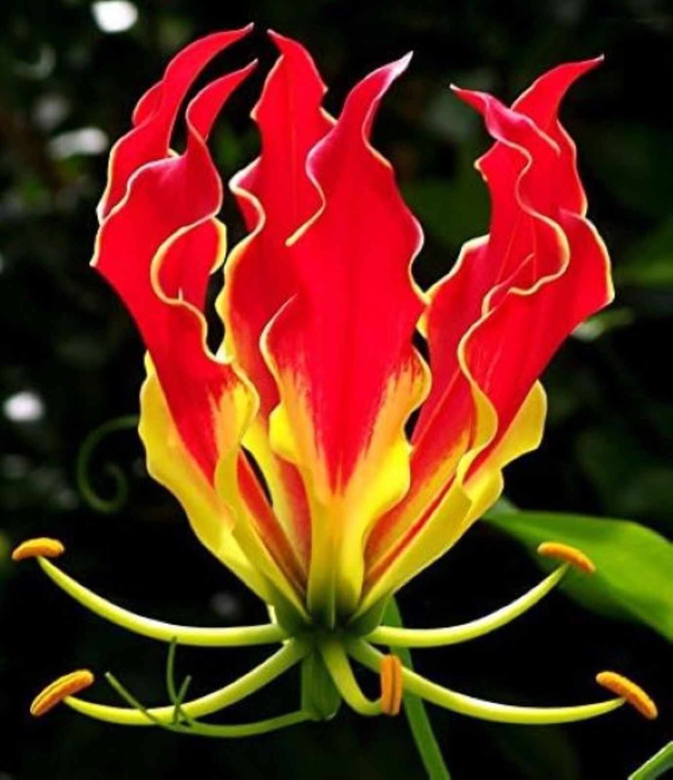 50 Lily Flower Seeds Much Less Money Than Bulbs