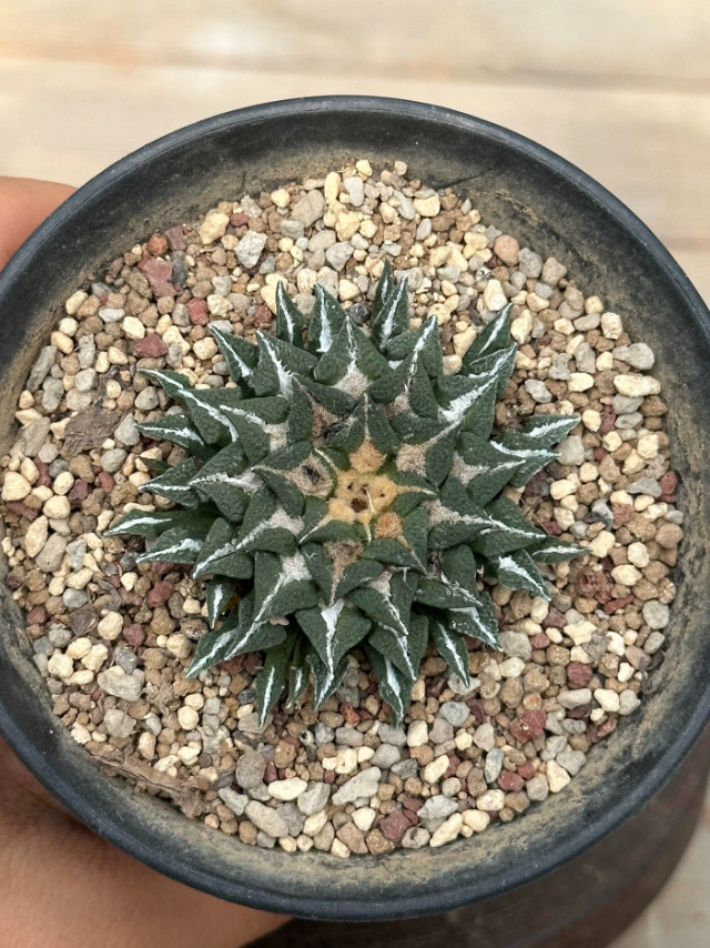 1PCS 5CM Ariocarpus Kotschoubeyanus Seedgrowth SucculentCactus Plant