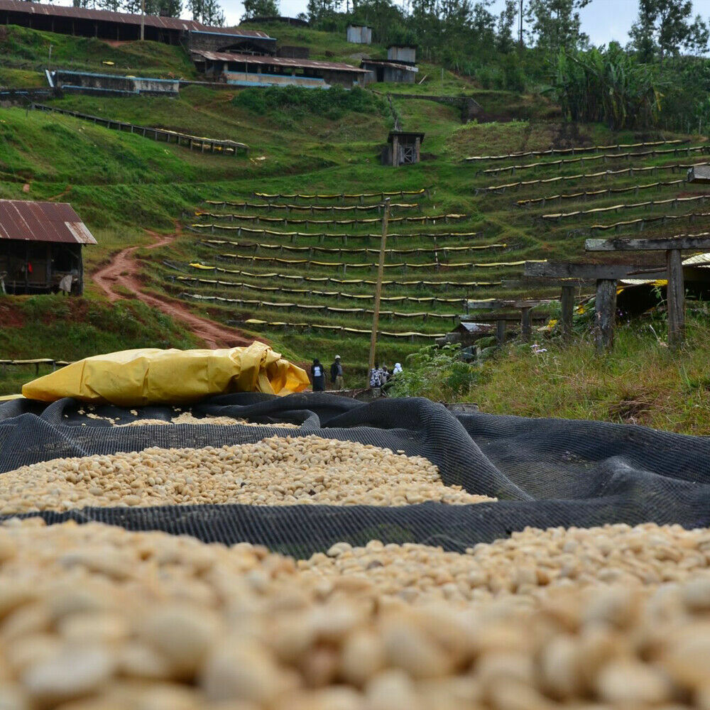 RWANDA COFFEE BEANS MEDIUM ROASTED 2 POUNDS