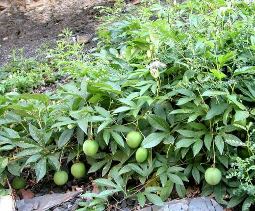 ~~MAYPOP PASSIFLORA~~Starter Plant~~Passiflora Incarnata~~BUTTERFLY HEAVEN!