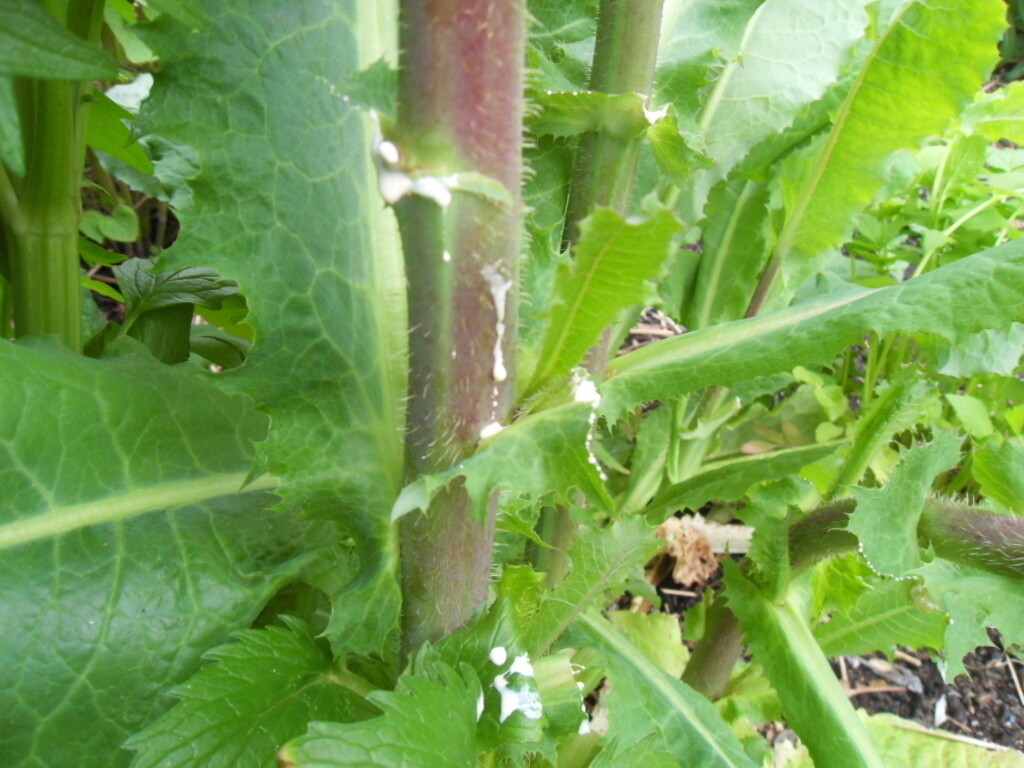 40 WILD LETTUCE Lactuca Virosa seeds FREE SHIP medicinal herb seed pack by WSS