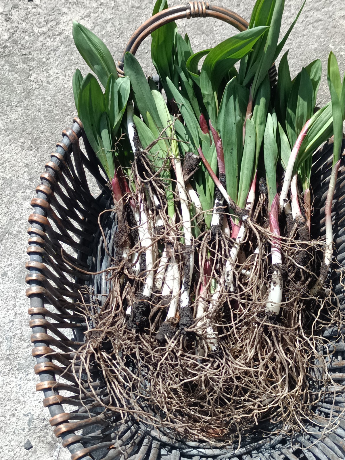 25 RAMPS wild leek live Bulbs cooking or replanting {Please See Description}