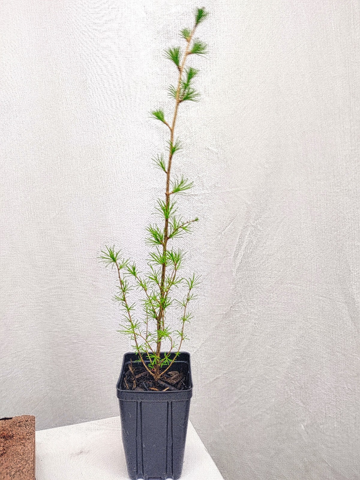 Japanese Larch 1 Year old Potted Tree. Pre Bonsai or Landscape. Larix Kaempferi.