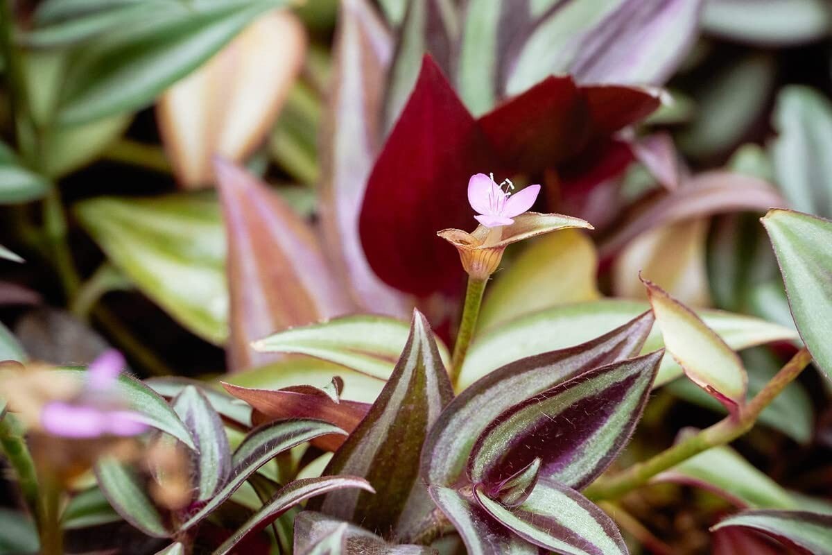 10 Wandering Jew Tradescantia Zebrina Plant Cuttings Purple plant