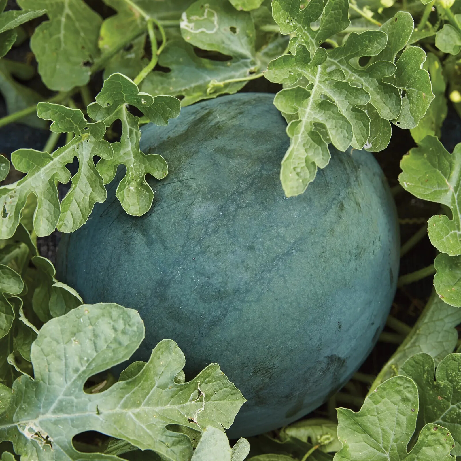 Sugar Baby Watermelon Seeds, NON-GMO, Icebox Watermelon, Compact, FREE SHIPPING