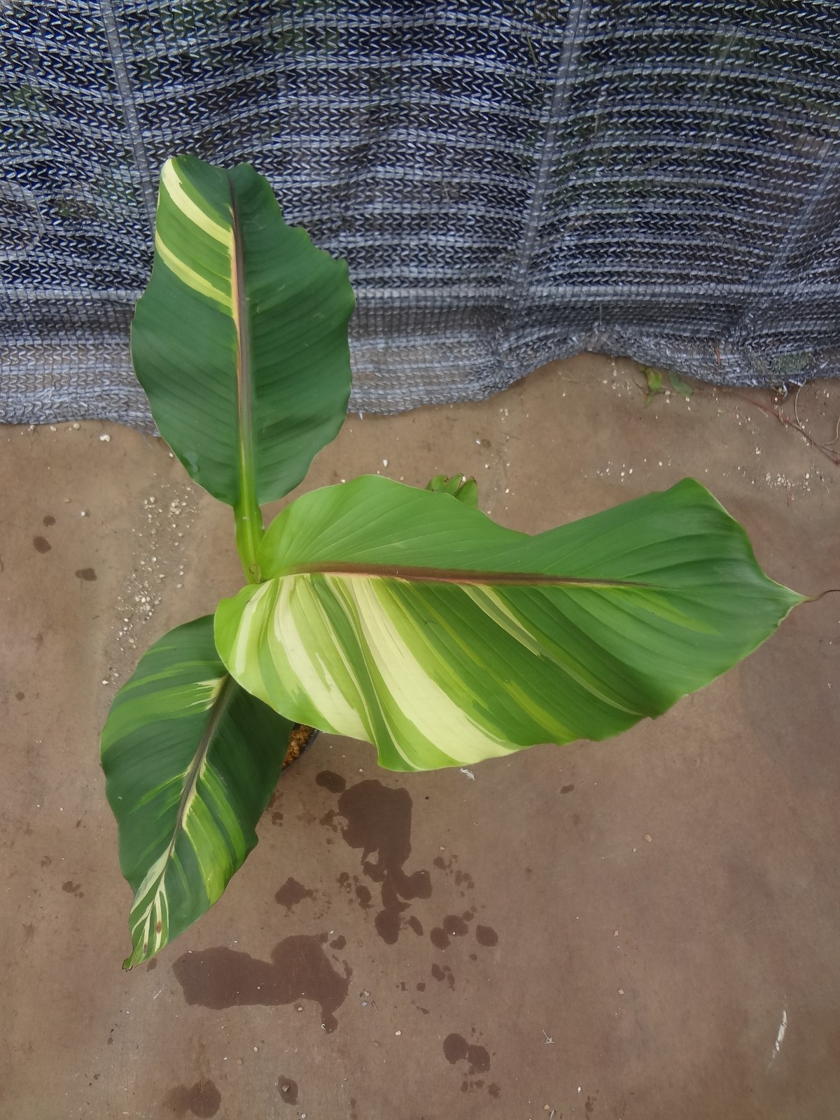 Musa basjoo variegated [Must read description] B