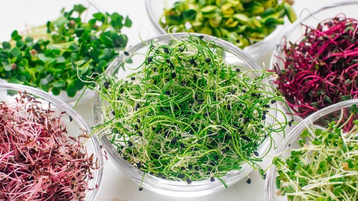 Organic MICROGREEN Seeds | Fresh Heirloom Non GMO Sprouting Seeds