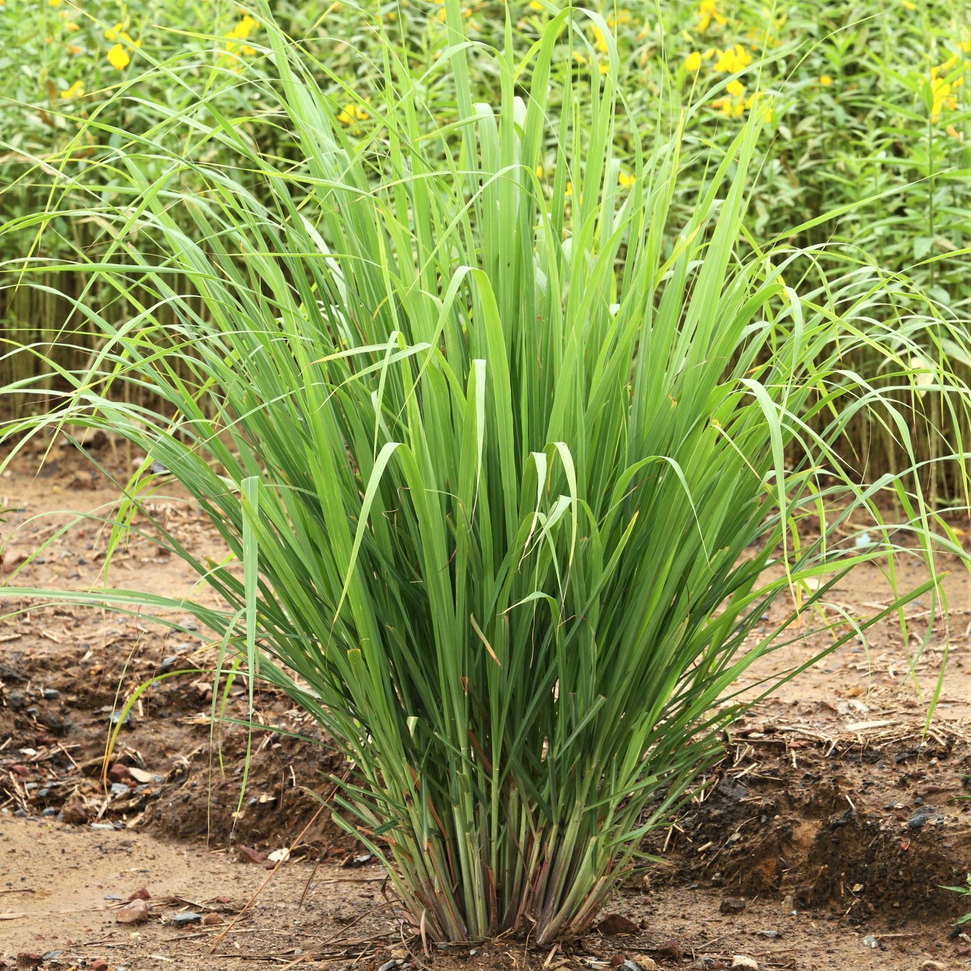 6 Live ORGANIC Lemongrass Stalks Plugs Cymbopogon Sereh Plant Lemon Grass Herb