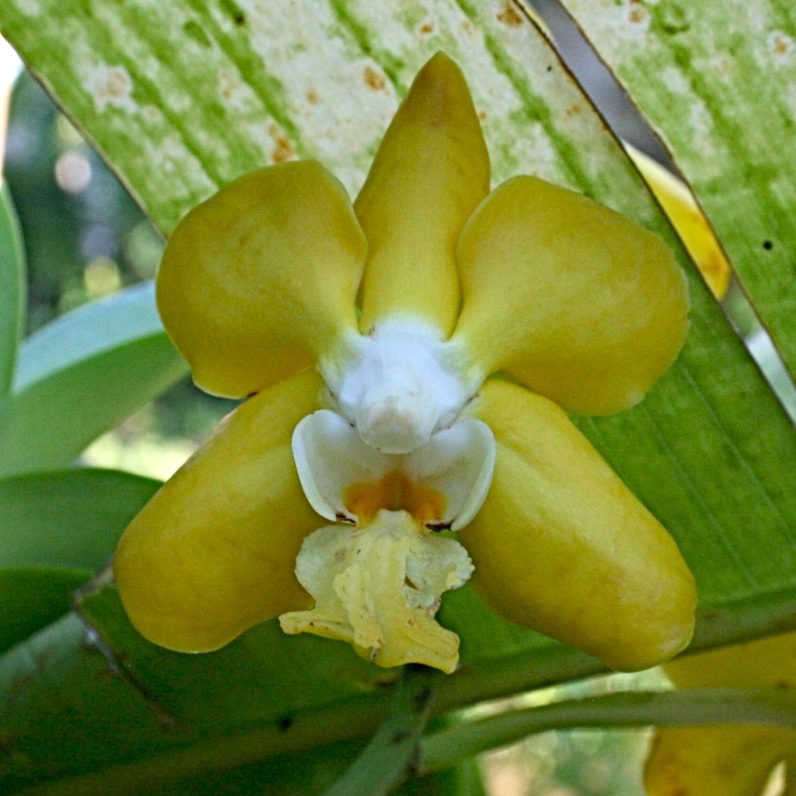 Vanda denisoniana, fragrant species from Thailand