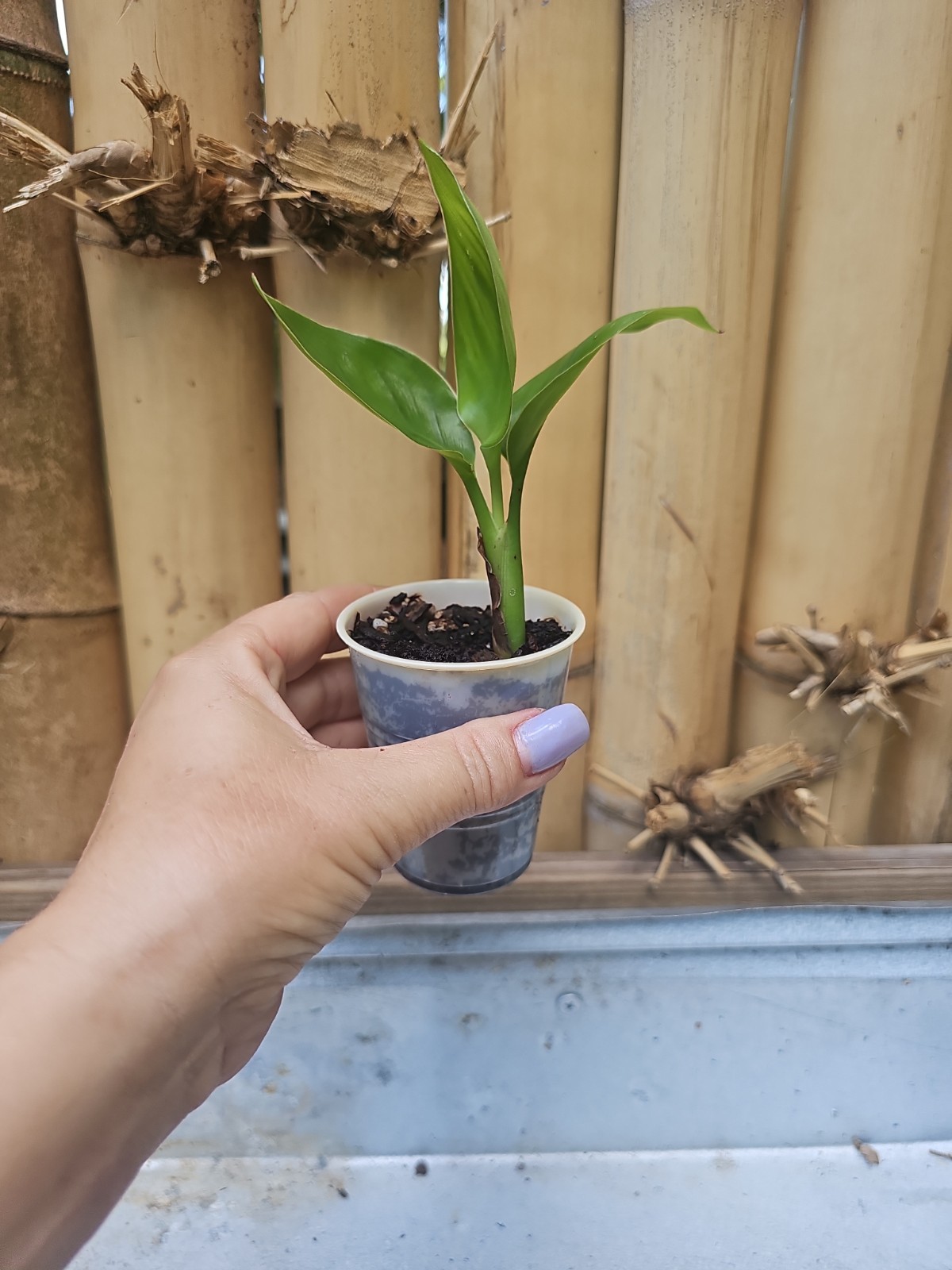 Live Bird of Paradise Plant Orange Bird of Paradise 6-8″ Tall
