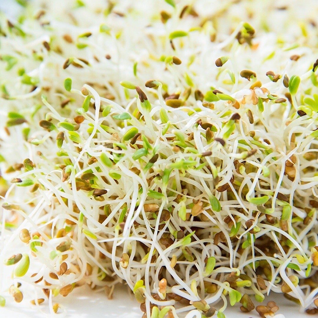 1500+ Alfalfa Sprouting Seeds | NON-GMO | ORGANIC – USA