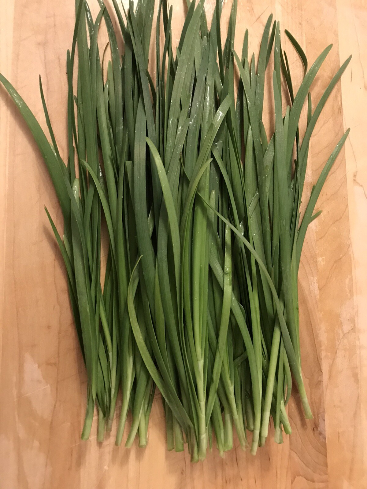 100 Rooted Chinese Chives Plants (Organic Garlic Chives, Over 3 Years Old)韭菜