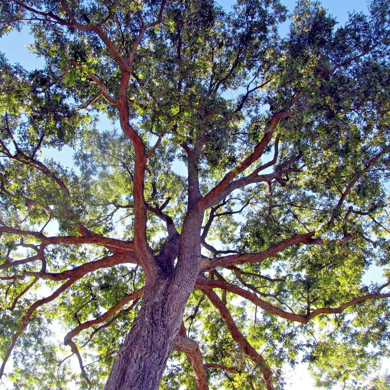 Northern Sweet Pecan Tree Seeds/Nuts (Carya illinoinensis) Hardy-Zone 5 Edible