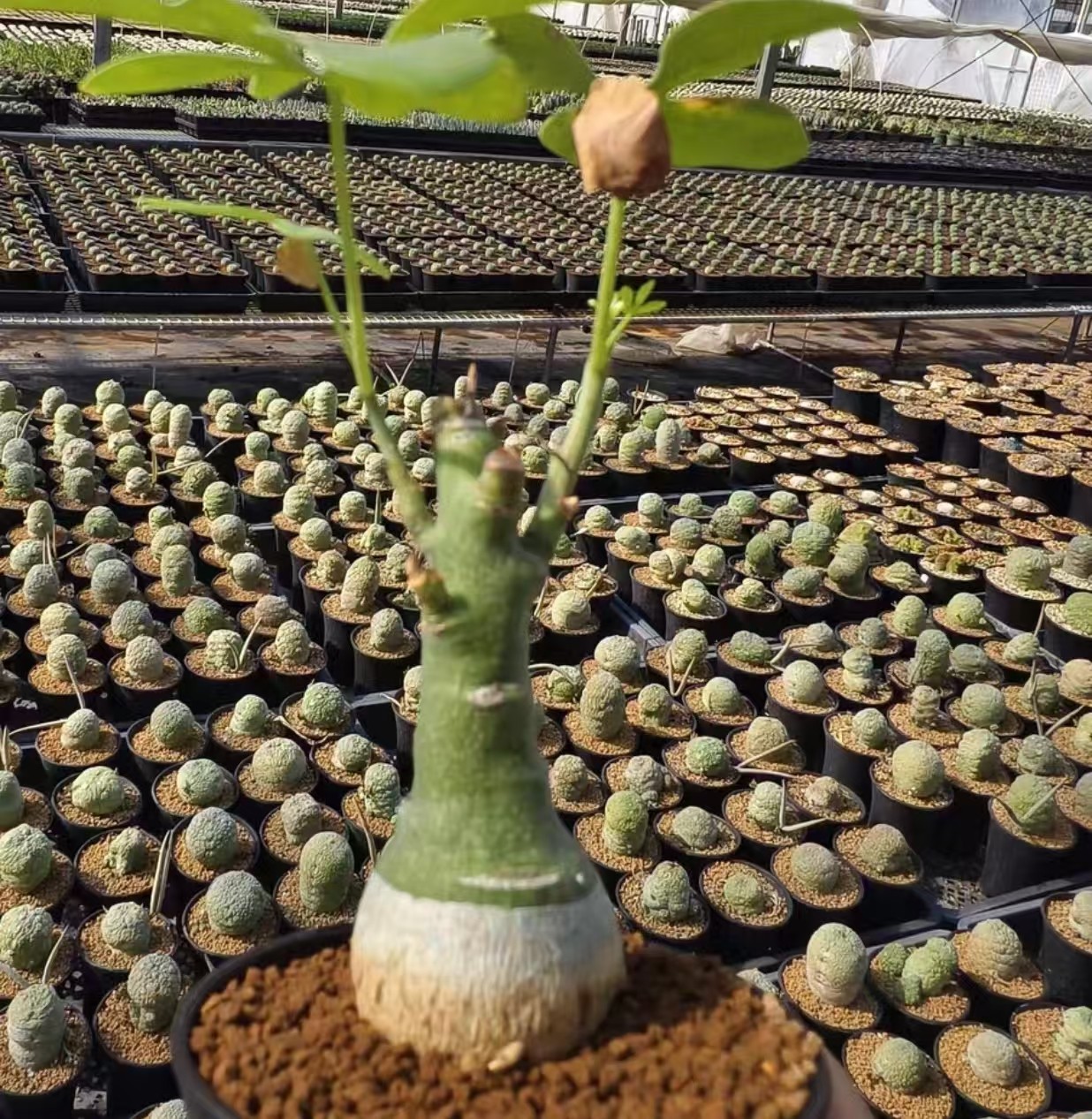 Adenia glauca rarsucculent cactus Boutique Feature