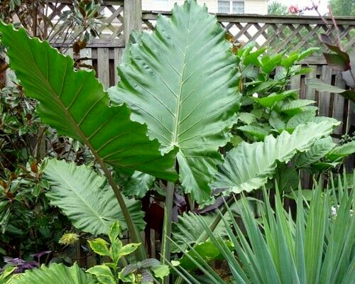 Alocasia – ‘Portora’ – Elephant Ear Indoor/Outdoor Tropical Plant – Cold Hardy