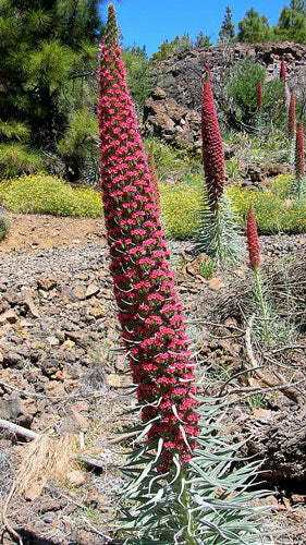 Echium wildpretii | Tower of Jewels | Red Bugloss | 10 Seeds