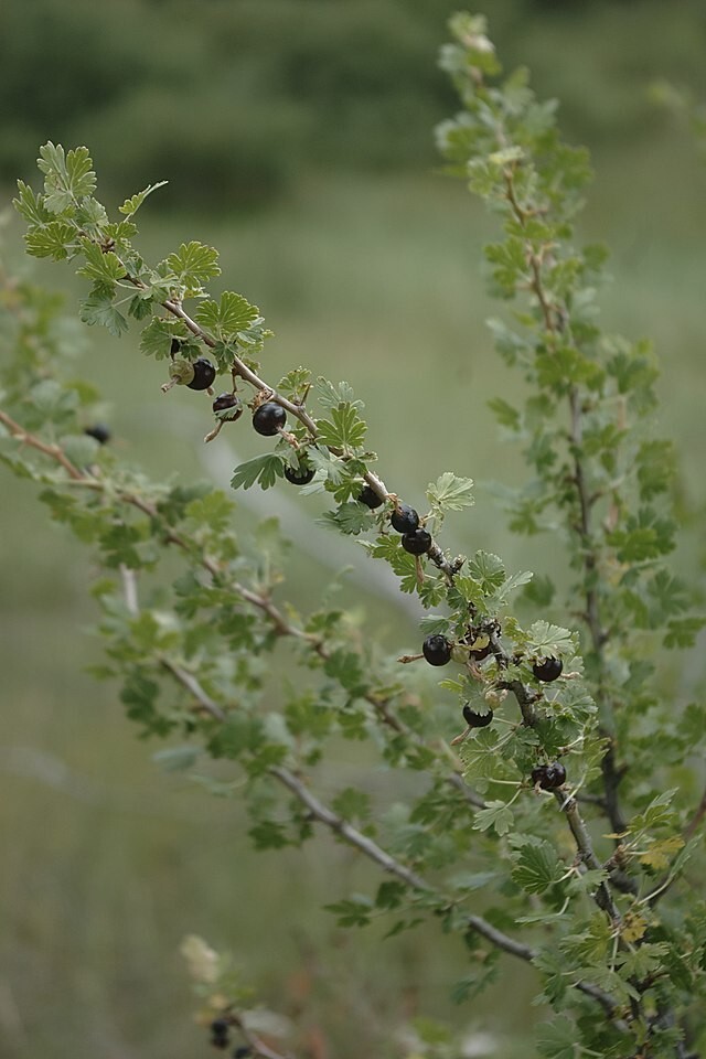 Ribes leptanthum | Slender-Stem Gooseberry | 10 Seeds
