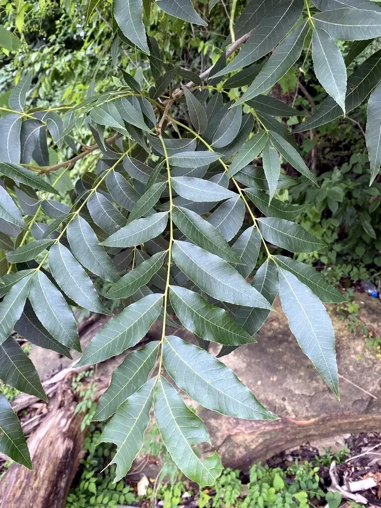 Northern Sweet Pecan Tree Seeds/Nuts (Carya illinoinensis) Hardy-Zone 5 Edible
