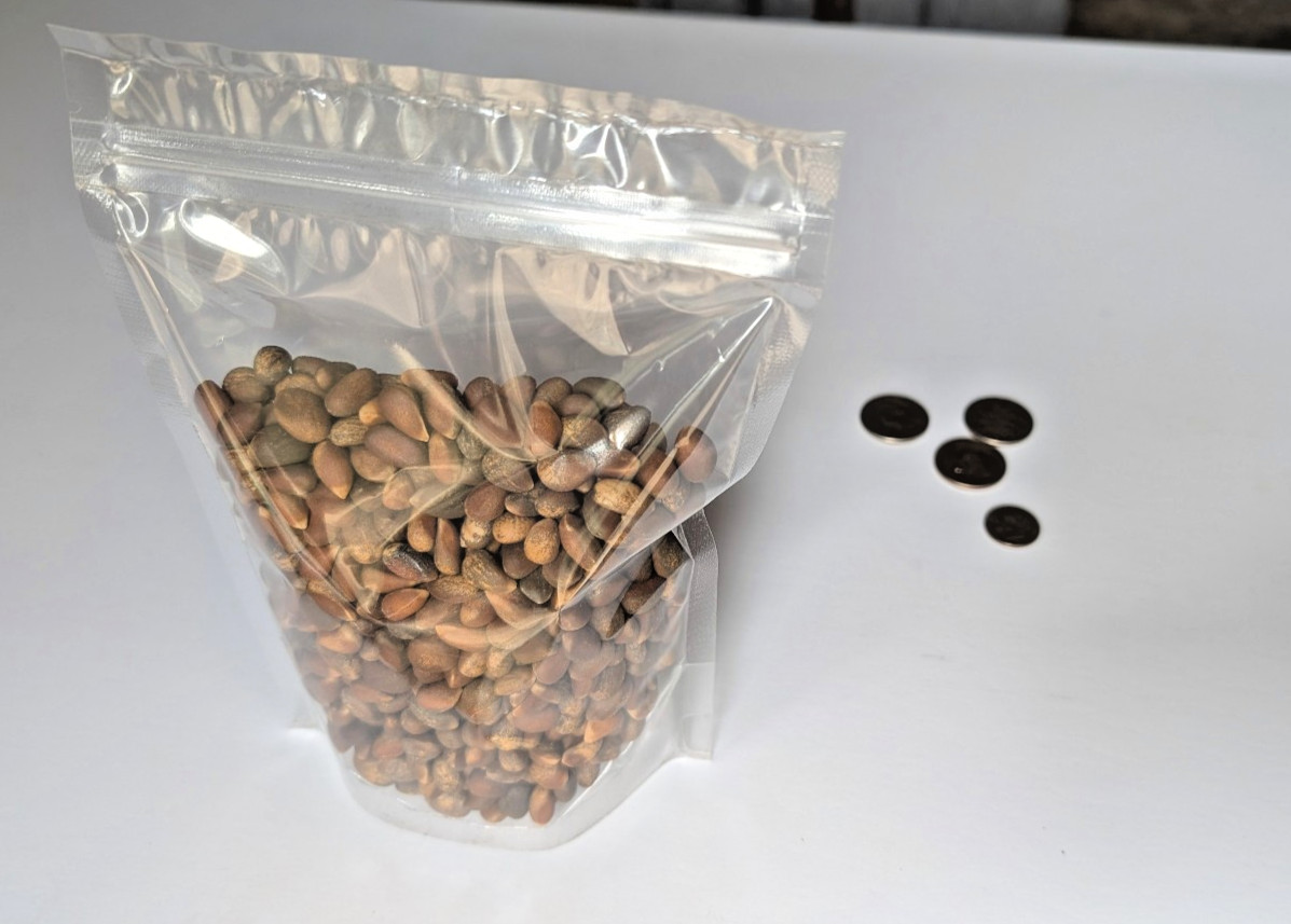 Piñon Pine Nuts, New Mexico Pinon, 2024, 8oz Raw | Navajo Nation, Zuni Mountains