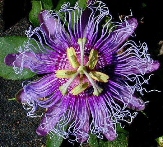 ~~MAYPOP PASSIFLORA~~Starter Plant~~Passiflora Incarnata~~BUTTERFLY HEAVEN!