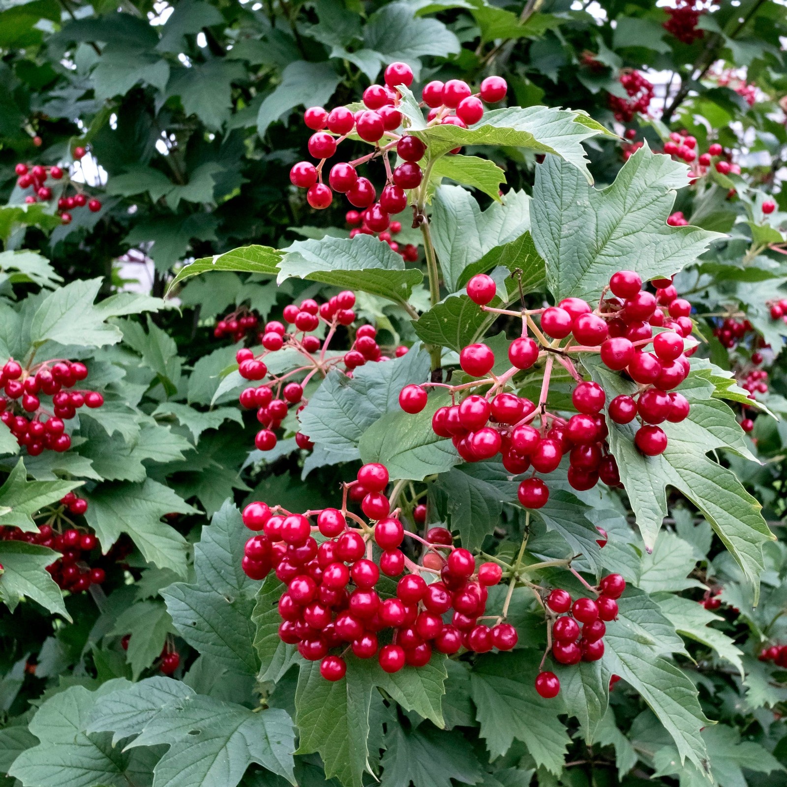 Bailey Compact Cranberry Bush 1 Potted Plant Rooted in Quart Pot, Easy to Grow