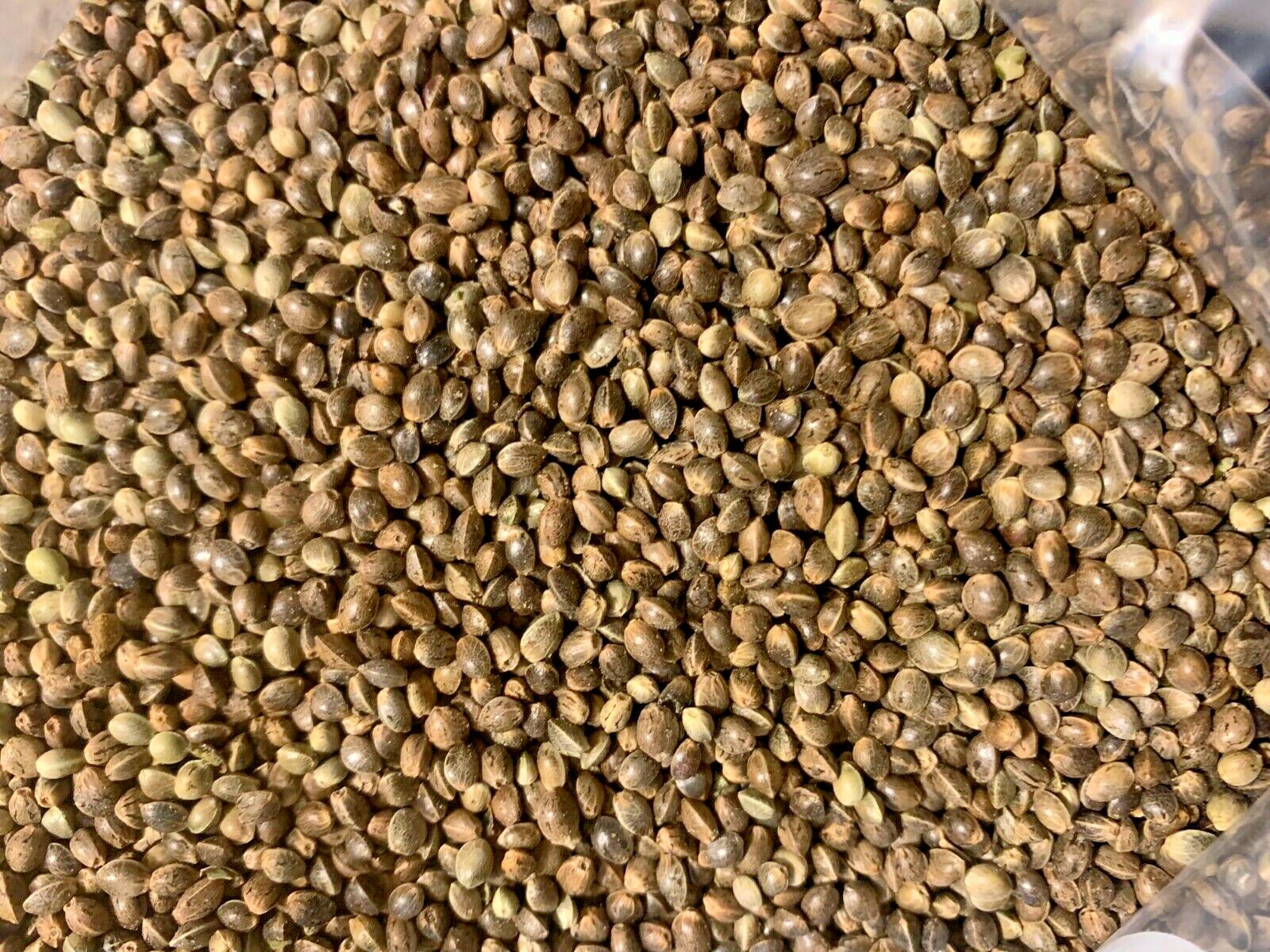 Ripkitty Premium Whole Hemp Seeds Nuts Organic Free Shipping