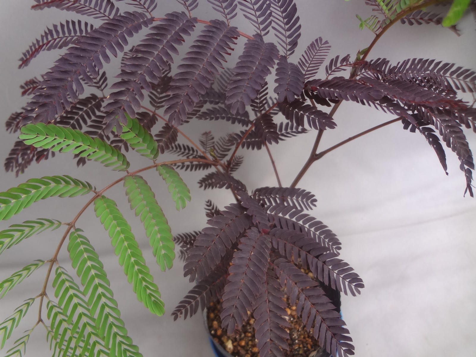 Albizia julibrissin ‘Karasuba’ black leaf [Must read description]