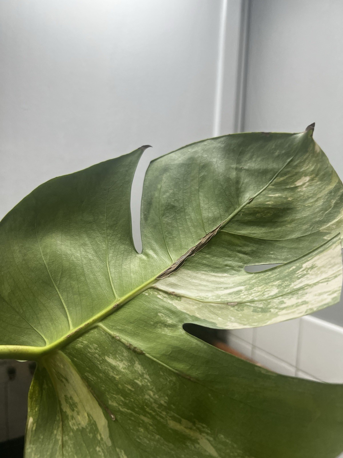 Monstera Aurea Variegated Rooted Cutting FREE SHIPPING USA seller