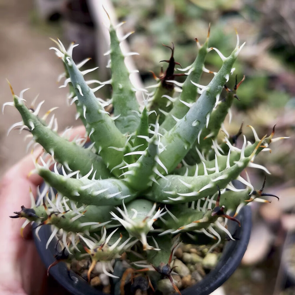 5CM Succulent Aloe Plant Aloe Erinacea Liliaceae Home Garden Beautiful Plant