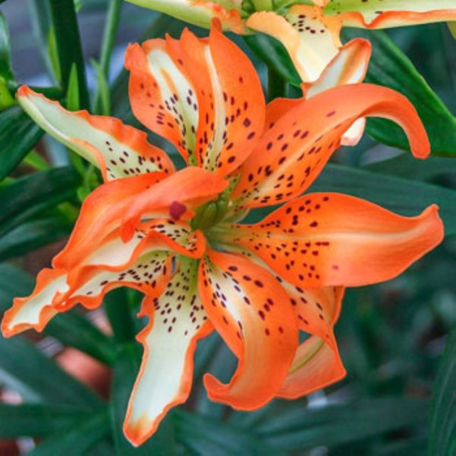 50 Lily Flower Seeds Much Less Money Than Bulbs