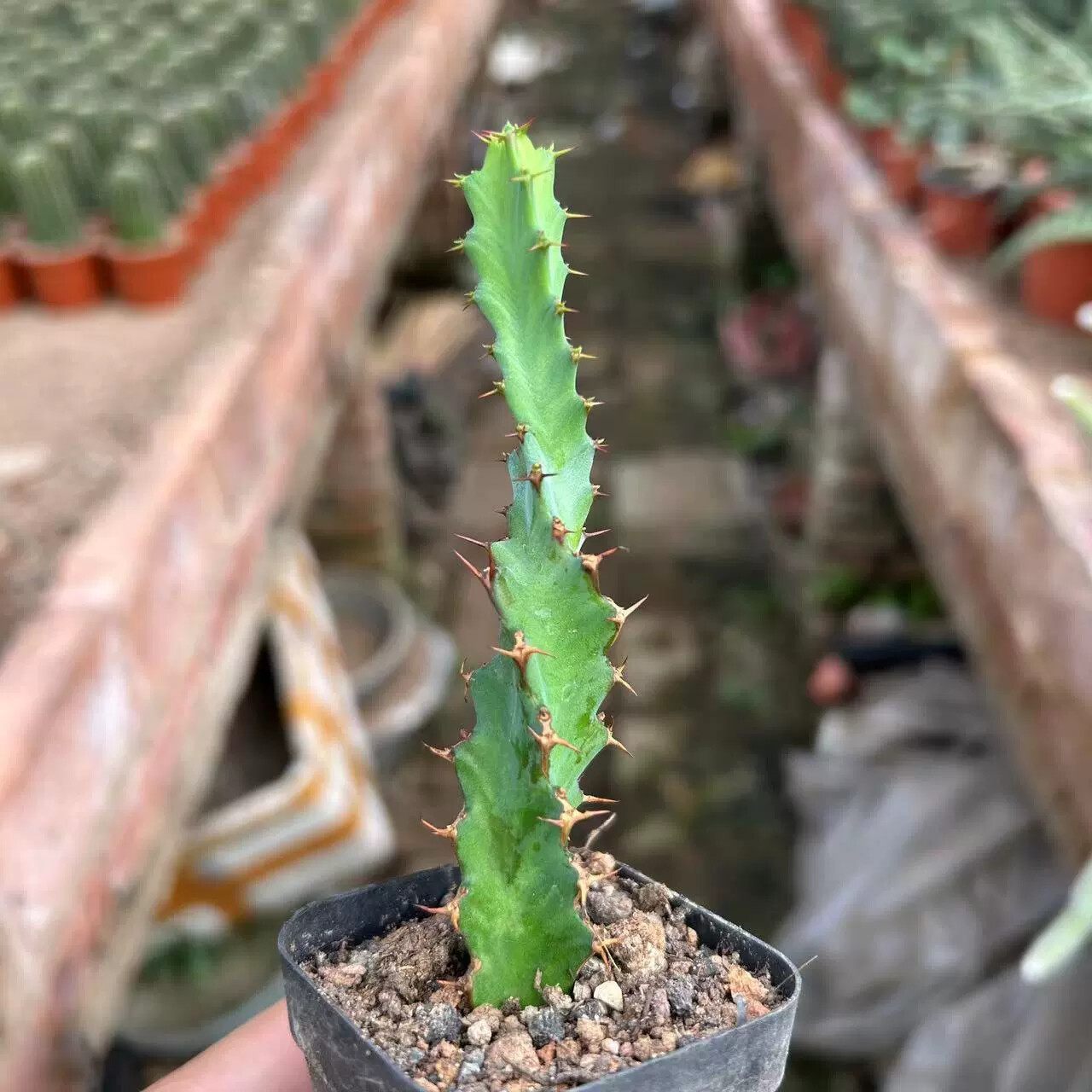 3PCS 8CM Succulent Cactus Plant Euphorbia Groenewdi Cactaceae Home Garden Plant