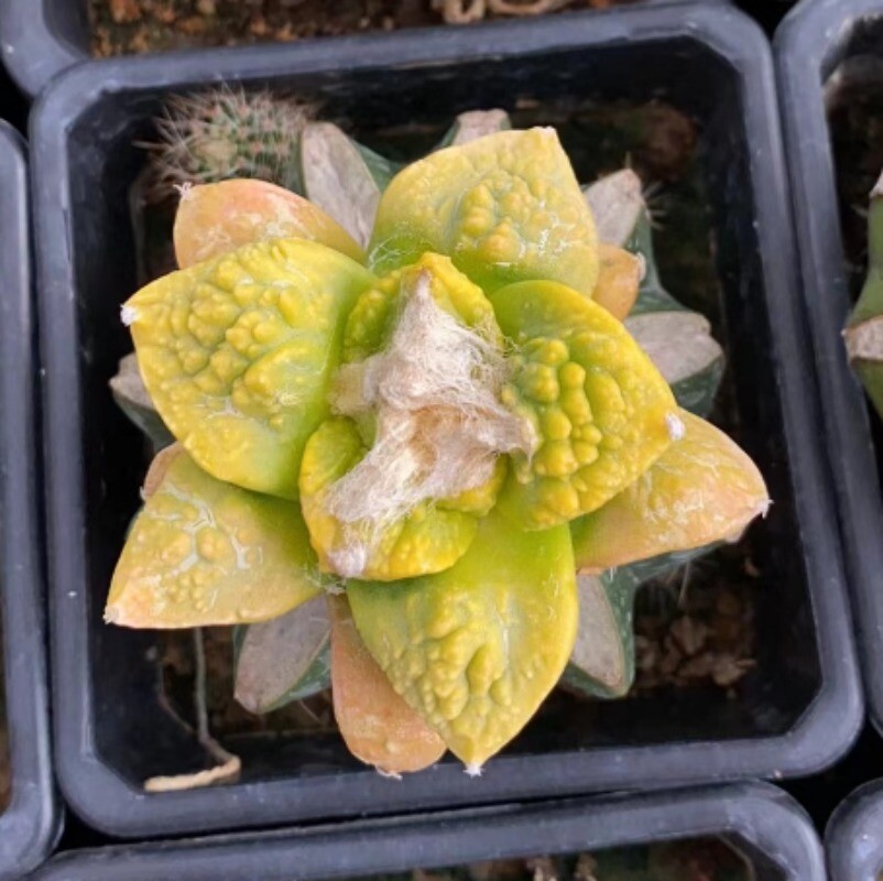 4-5cm Cactus Succulent Plant Ariocarpus retusus Scheidw. Variegated Plant