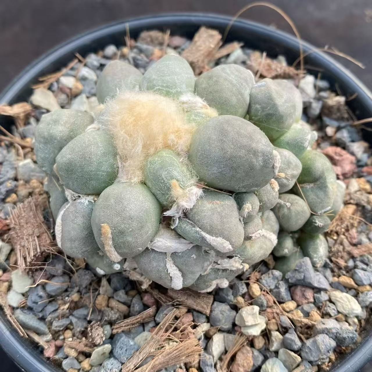8CM Cacti Ariocarpus furfuraceus magnificus Hybird WYSIWYG Boutique Garden