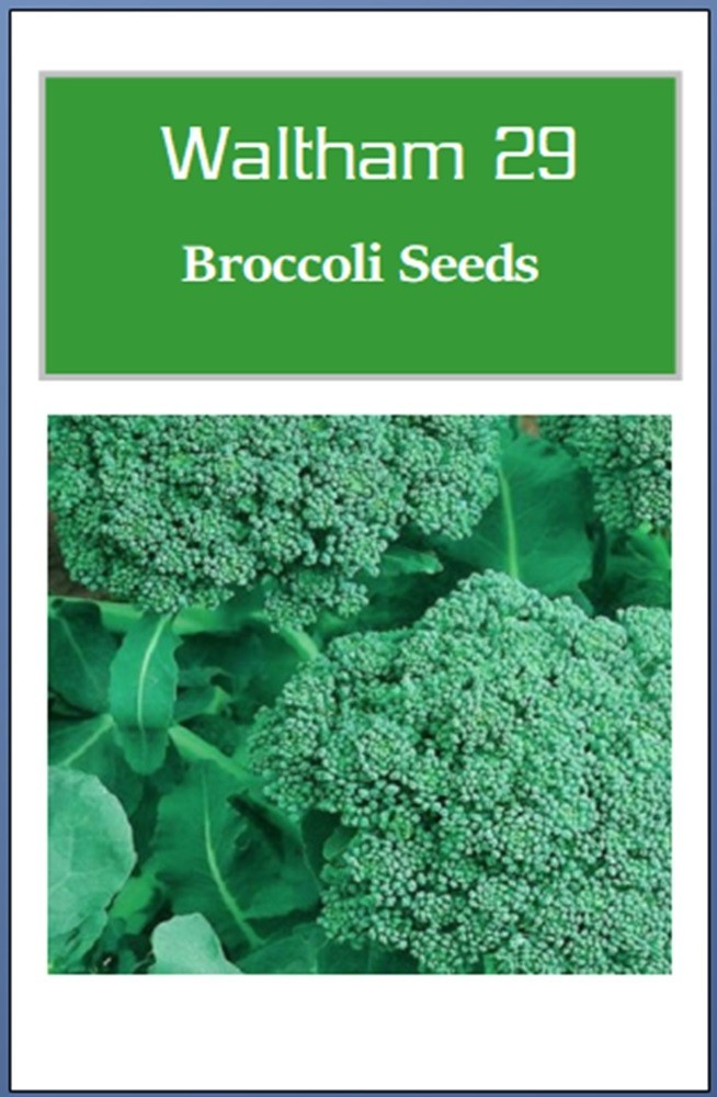 Broccoli Seeds | NON-GMO | Heirloom | Fresh Garden Seeds