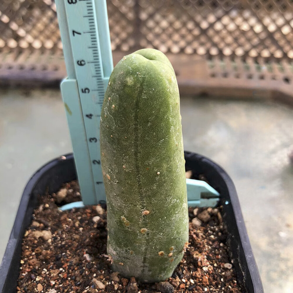 8CM Succulent Cactus Plant Eulychnia Castanea Male Sexy Cactaceae Home Garden