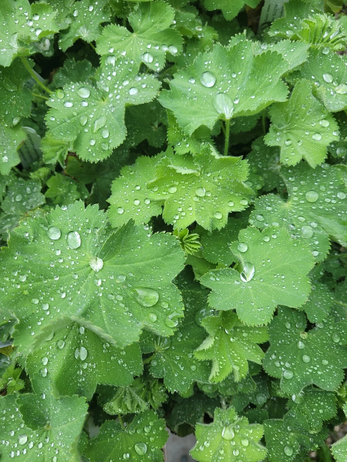 LADY’S MANTLE – ALCHEMILLA MOLLIS – 4 PLANTS – SEE DESCRIPTION – LOOK
