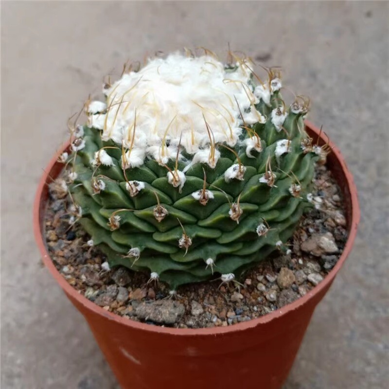 7-8CM Succulent Cactus Plant Obregonia Denegrii Cactaceae Home Garden Beautiful
