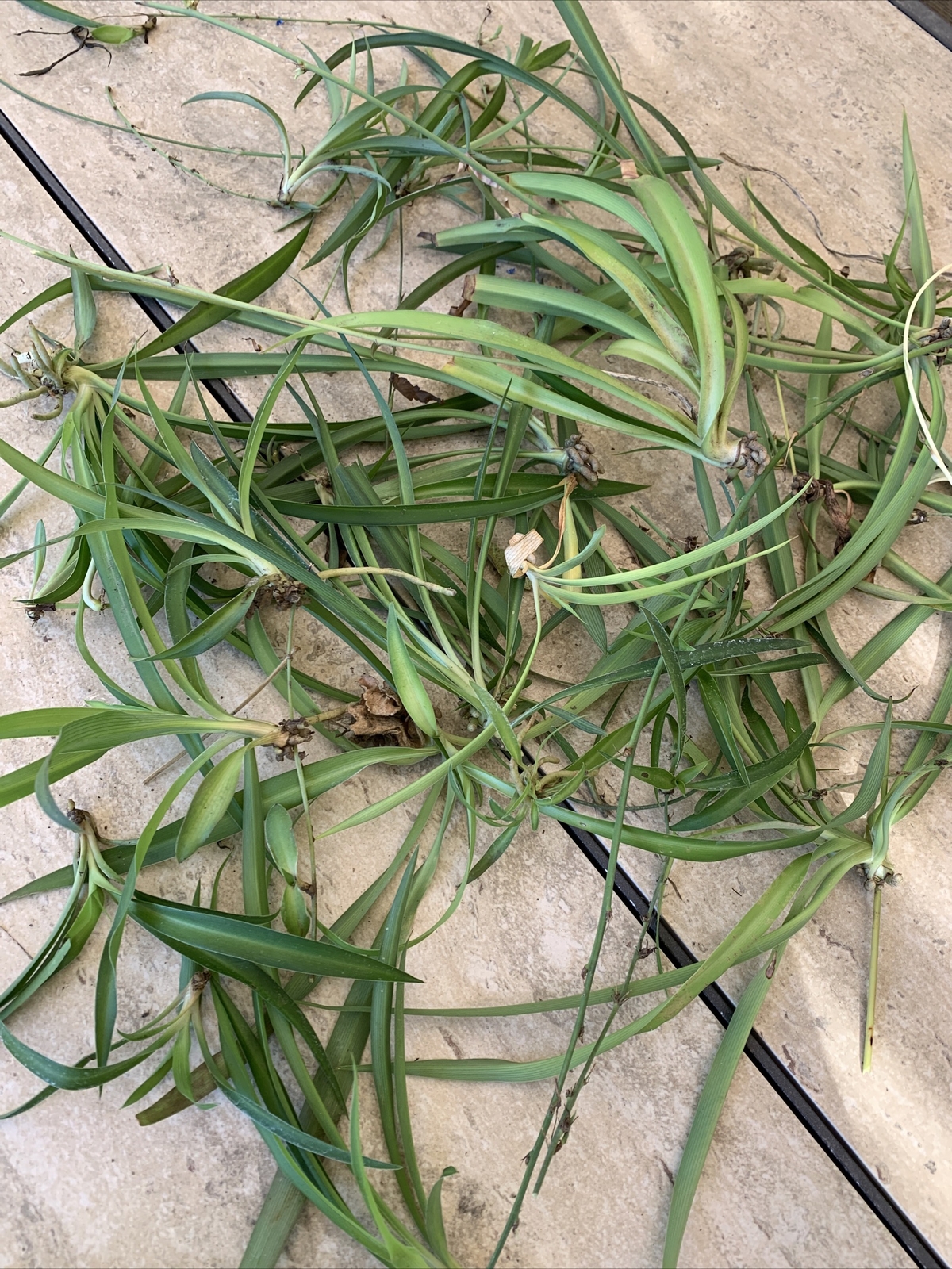 Spider Plant 10 Ready to Root Plants Easy Care Cleans Indoor Air