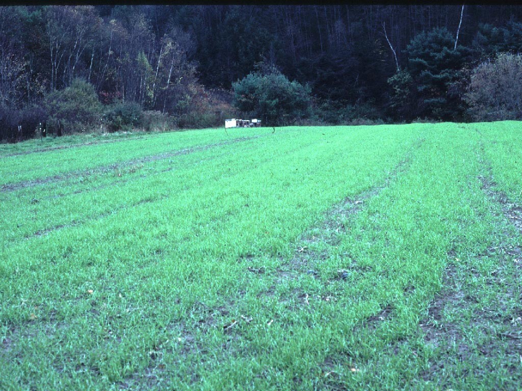 Annual Rye Grass 5.5 lbs Grass Seed Fast Growing Winter Fall Rye Grass FAST SHIP