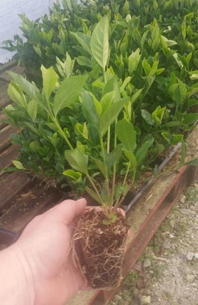 ( 1 ) – Summer Snow Gardenia® – Starter Plant ( 4L ) ( 1 live plant )